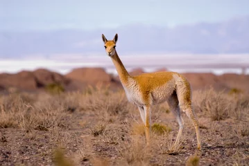 Fotobehang Vicuna (Vicgna vicugna) a Camelid from South America © buteo