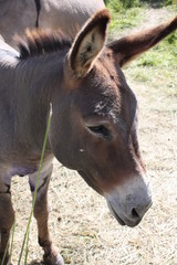 Fototapeta premium Profil de l'ane