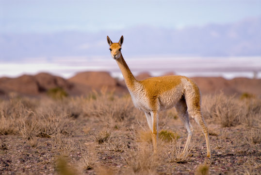 Vicuna (Vicgna vicugna) a Camelid from South America
