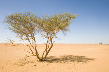 Naklejka na ściany i meble Wahiba Desert Oman