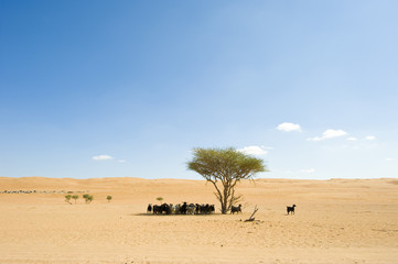 Fototapeta na wymiar Pustynia Oman Wahiba