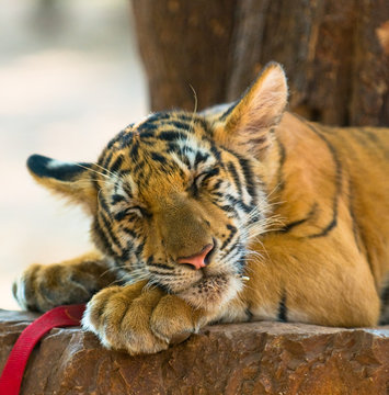 close up image of young tiger