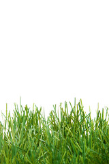Fototapeta premium green lush artificial grass