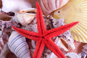 starfish and seashells © New Africa