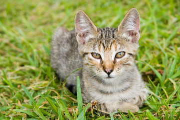 Little cat on the grass