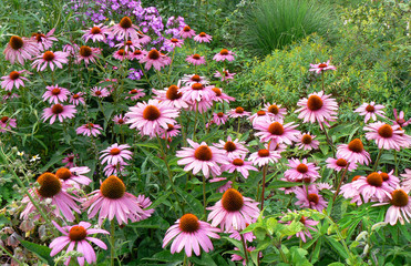 Sonnenhut Plantage