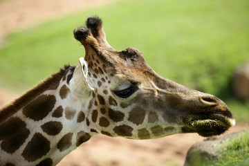 Girafe from Africa, detail of head