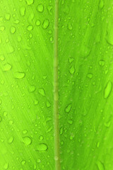 gouttes d'eau sur feuille d'alpinia