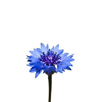 Fototapeta cornflower