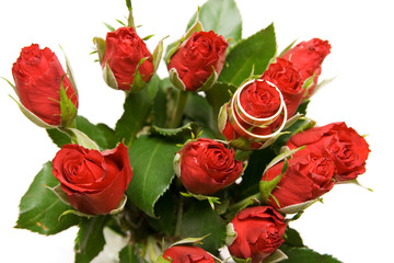 red rose isolated on white with space for text