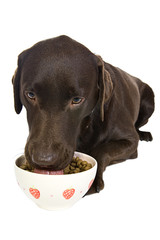 Labrador Eating his Food, yummy!