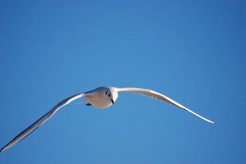 ailes et liberte