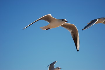 Obraz premium oiseau de mer