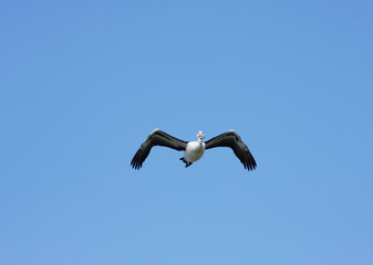 Australian Pelican