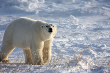 Classic polar bear in the arctic snow near Hudson Bay