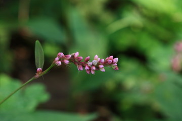 秋の花実　小石川植物園　東京