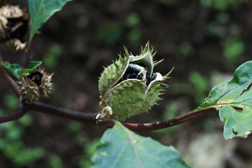 秋の花実　小石川植物園　東京