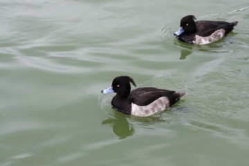 秋　上野公園　東京