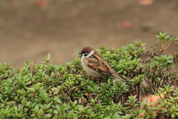 秋　上野公園　東京