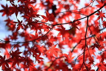 冬　六義園　東京