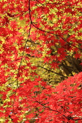 冬　六義園　東京