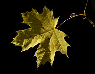 ladybug on a yellow leaf