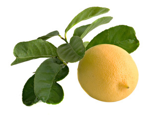 Lemon isolated on background