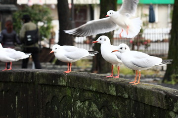 冬　上野公園　東京