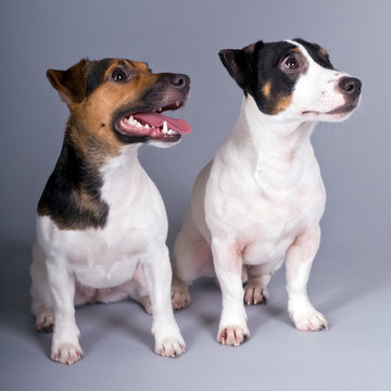 Jack Russel Terrier