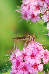 Hover fly