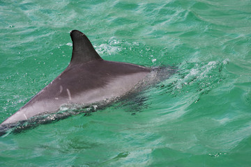 Bottle Nose Dolphin © Christopher Meder