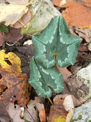 ciclamini in autunno