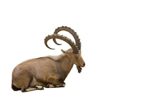 Scimitar horned Ibex isolated on white background