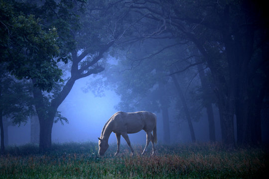 Fototapeta White Horse in Blue Mist