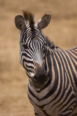 Naklejka premium Africa Zebra