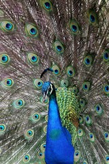 Obraz premium Peacock Display