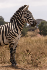Africa Zebra