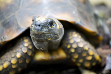 Obraz premium Yellow-footed tortoise