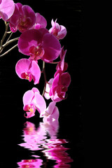 Orchidée phalaenopsis rose dans l'eau