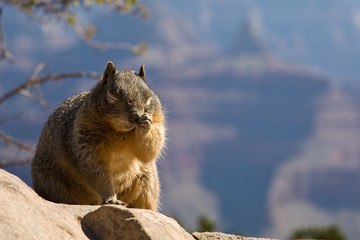 Squirrel Scratching at Grand Canyon