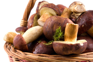 basket  mushrooms
