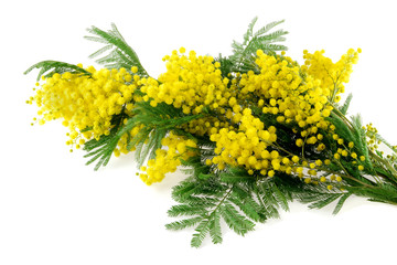Mimosa