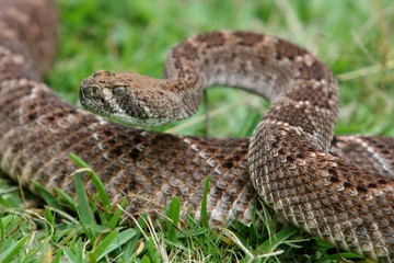 Rattlesnake