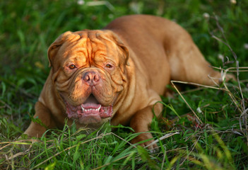 A mastiff from Bordeaux.