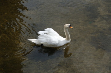 cygne blanc