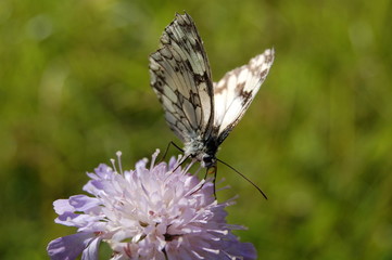 ailes et fleur