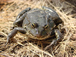 Frog