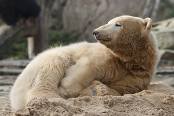 Eisbär Knut