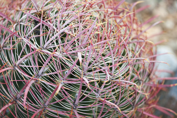 Barrel Cactus with Pink Spines