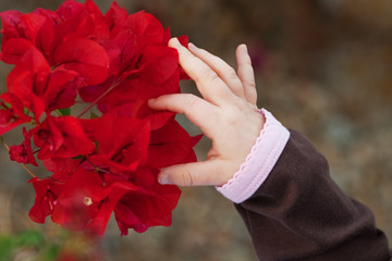 Child Discovering Bougainvillea